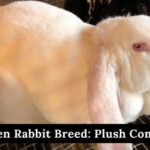 velveteen rabbit breed