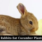 do rabbits eat cucumber plants