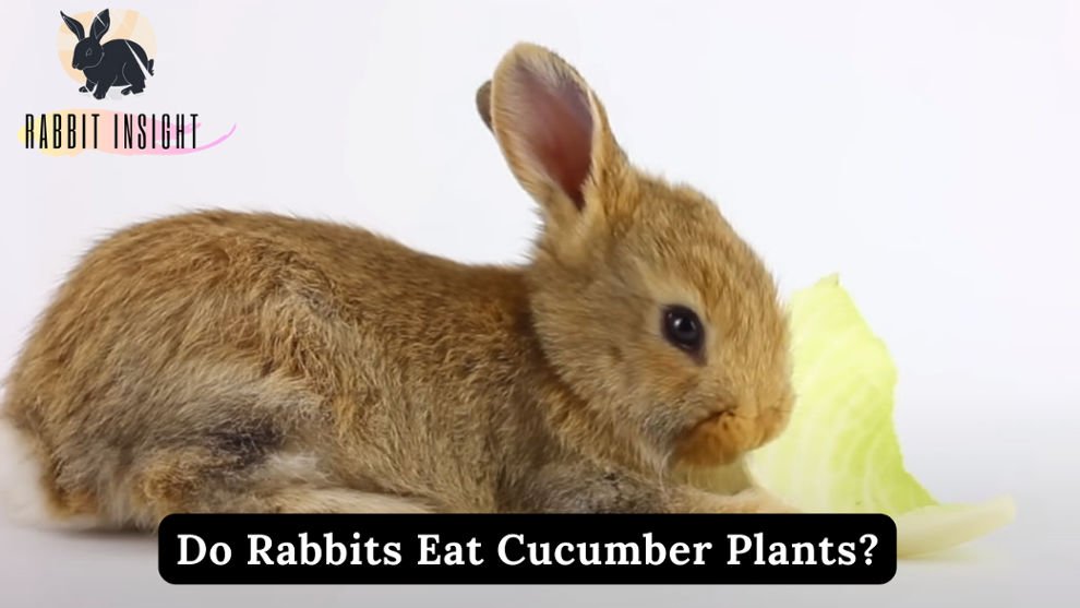do rabbits eat cucumber plants