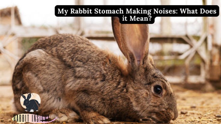 rabbit stomach making noises