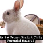 can rabbits eat frozen fruit