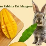 can rabbits eat mangoes